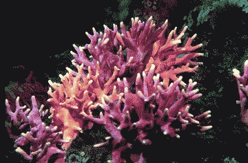 coral