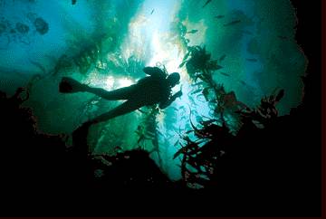 diver in kelp